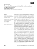 Báo cáo khoa học:  Protein disulﬁdes and protein disulﬁde oxidoreductases in hyperthermophiles