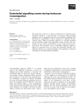 Báo cáo khoa học:  Endothelial signalling events during leukocyte transmigration