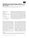 Báo cáo khoa học: Atg8L/Apg8L is the fourth mammalian modiﬁer of mammalian Atg8 conjugation mediated by human Atg4B, Atg7 and Atg3