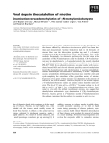 Báo cáo khoa học: Final steps in the catabolism of nicotine Deamination versus demethylation of c-N-methylaminobutyrate