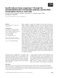 Báo cáo khoa học: Insulin induces heme oxygenase-1 through the phosphatidylinositol 3-kinase/Akt pathway and the Nrf2 transcription factor in renal cells