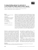 Báo cáo khoa học: A unique binding epitope for salvinorin A, a non-nitrogenous kappa opioid receptor agonist