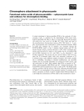 Báo cáo khoa học: Chromophore attachment in phycocyanin Functional amino acids of phycocyanobilin – a-phycocyanin lyase and evidence for chromophore binding