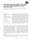 Báo cáo khoa học: Recruitment of transcription complexes to the b-globin locus control region and transcription of hypersensitive site 3 prior to erythroid differentiation of murine embryonic stem cells