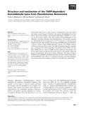 Báo cáo khoa học: Structure and mechanism of the ThDP-dependent benzaldehyde lyase from Pseudomonas ﬂuorescens