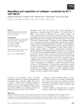 Báo cáo khoa học: Signalling and regulation of collagen I synthesis by ET-1 and TGF-b1