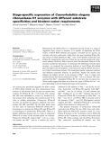 Báo cáo khoa học: Stage-speciﬁc expression of Caenorhabditis elegans ribonuclease H1 enzymes with different substrate speciﬁcities and bivalent cation requirements