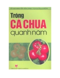 Kỹ thuật trồng cà chua quanh năm