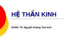 HỆ THẦN KINH - GVGD: TS. Nguyễn Dương Tâm Anh