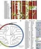 Pfam: A Comprehensive Database of Protein Domain Families Based on Seed Alignments