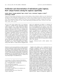 Báo cáo khoa học:  Puriﬁcation and characterization of Helicobacter pylori arginase, RocF: unique features among the arginase superfamily