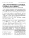 Báo cáo khoa học: Transport of the phosphonodipeptide alafosfalin by the H+/peptide cotransporters PEPT1 and PEPT2 in intestinal and renal epithelial cells