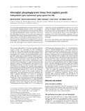 Báo cáo khoa học:  Chloroplast phosphoglycerate kinase from Euglena gracilis Endosymbiotic gene replacement going against the tide