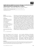 Báo cáo khoa học: Light-induced global structural changes in phytochrome A regulating photomorphogenesis in plants