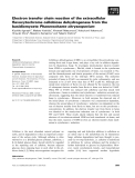 Báo cáo khoa học: Electron transfer chain reaction of the extracellular ﬂavocytochrome cellobiose dehydrogenase from the basidiomycete Phanerochaete chrysosporium
