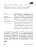 Báo cáo khoa học: Autophosphorylation of Archaeoglobus fulgidus Rio2 and crystal structures of its nucleotide–metal ion complexes