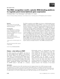 Báo cáo khoa học:  The RNA recognition motif, a plastic RNA-binding platform to regulate post-transcriptional gene expression