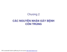 NẤM GÂY BỆNH CÔN TRÙNG