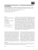 Báo cáo khoa học: Translational incorporation of L-3,4-dihydroxyphenylalanine into proteins