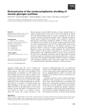 Báo cáo khoa học: Determinants of the nucleocytoplasmic shuttling of muscle glycogen synthase