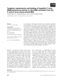 Báo cáo khoa học: Template requirements and binding of hepatitis C virus NS5B polymerase during in vitro RNA synthesis from the 3¢-end of virus minus-strand RNA