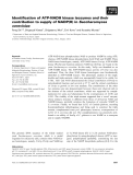 Báo cáo khoa học: Identiﬁcation of ATP-NADH kinase isozymes and their contribution to supply of NADP(H) in Saccharomyces cerevisiae