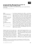 Báo cáo khoa học: A human-speciﬁc TNF-responsive promoter for Goodpasture antigen-binding protein