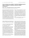 Báo cáo khoa học:  Factors involved in the assembly of a functional molybdopyranopterin center in recombinant Comamonas acidovorans xanthine dehydrogenase