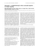 Báo cáo khoa học:  Alternagin-C, a nonRGD-disintegrin, induces neutrophil migration via integrin signaling