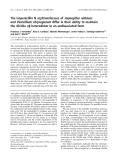 Báo cáo khoa học:  The isopenicillin N acyltransferases of Aspergillus nidulans and Penicillium chrysogenum differ in their ability to maintain the 40-kDa ab heterodimer in an undissociated form