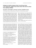 Báo cáo khoa học: Probing the interface between factor Xa and tissue factor in the quaternary complex tissue factor–factor VIIa–factor Xa–tissue factor pathway inhibitor