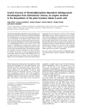 Báo cáo khoa học:  Crystal structure of thiamindiphosphate-dependent indolepyruvate decarboxylase from Enterobacter cloacae, an enzyme involved in the biosynthesis of the plant hormone indole-3-acetic acid