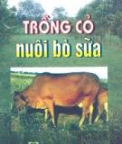 Cách trồng cỏ nuôi bò sữa