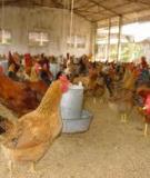 Tiêu chuẩn dinh dưỡng thức ăn chăn nuôi gà