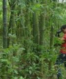 Kỹ thuật trồng rừng mao trúc