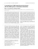 Báo cáo khoa học:  A truncated form of DNA topoisomerase IIb associates with the mtDNA genome in mammalian mitochondria