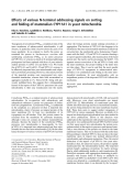 Báo cáo khoa học:  Effects of various N-terminal addressing signals on sorting and folding of mammalian CYP11A1 in yeast mitochondria