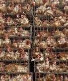 EFFECTS OF TARIFFS AND SANITARY BARRIERS  ON HIGH- AND LOW-VALUE POULTRY TRADE   