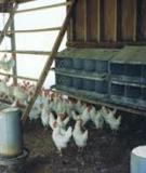 A Small-Scale Agriculture Alternative: Poultry 