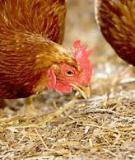 Poultry House Management  for Alternative Production