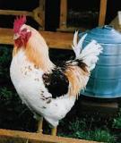   Small-Scale Pastured Poultry Grazing System  for Egg Production 