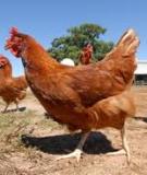REASONS WHY HORMONES  ARE NOT USED IN THE  POULTRY INDUSTRY 