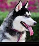 Một số lưu ý khi quyết định nuôi Husky