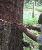  GLOBAL FOREST RESOURCES  ASSESSMENT 2010: COUNTRY REPORT KENYA
