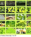 Cornell Controlled  Environment  Agriculture : Hydroponic Lettuce Handbook 