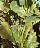 Critical temperature thresholds   Case study: Lettuce