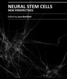 NEURAL STEM CELLS NEW PERSPECTIVES