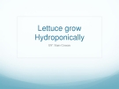 Lettuce grow  Hydroponically