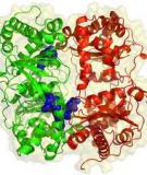 TÁCH VÀ TINH SẠCH ENZYME