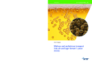 Maltose and maltotriose transport into ale and lager brewer´s yeast strains